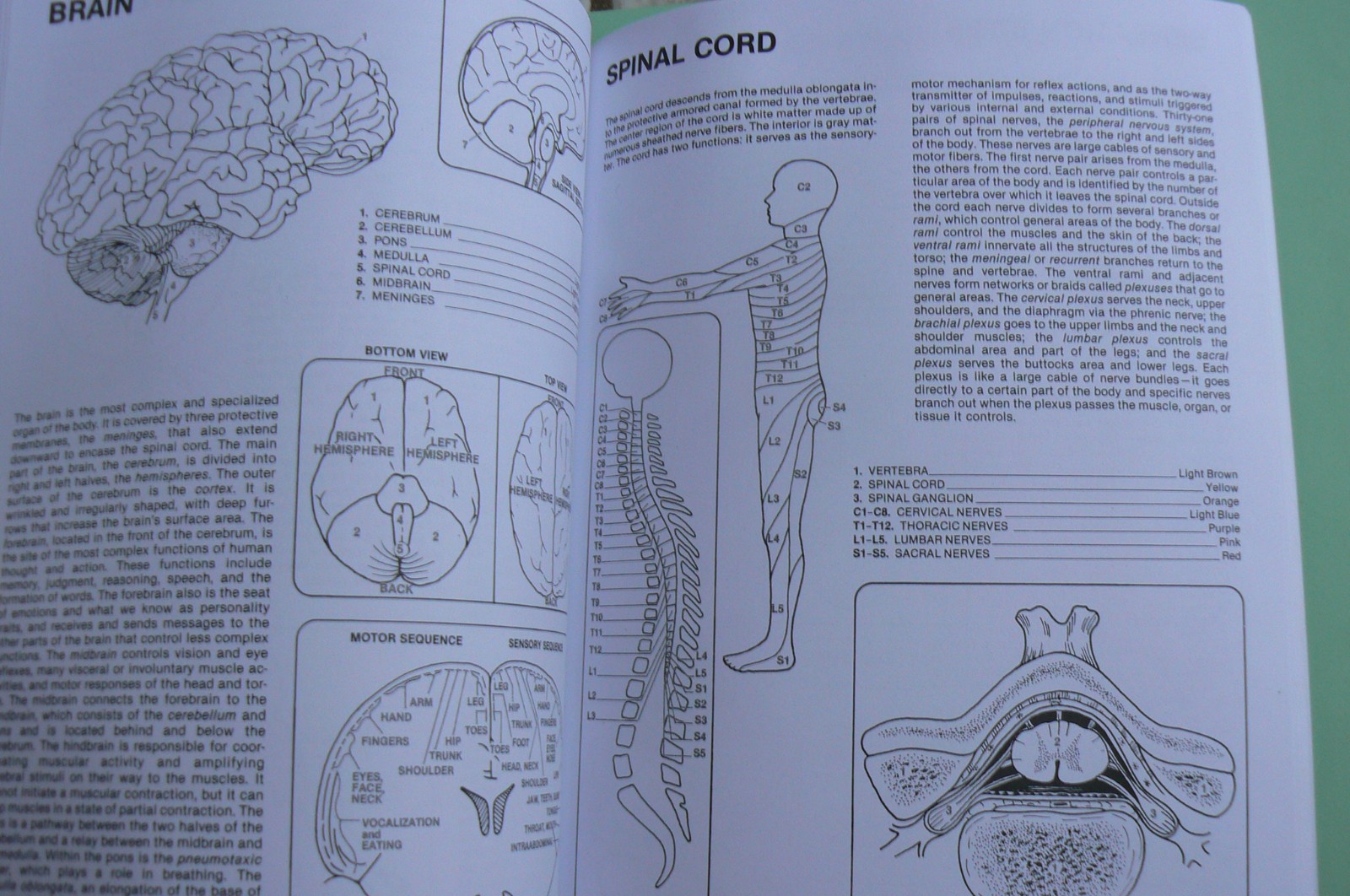 Dover HUMAN ANATOMY Coloring Book,Ziemian/Matt, ALL CLEAN! 44-pages
