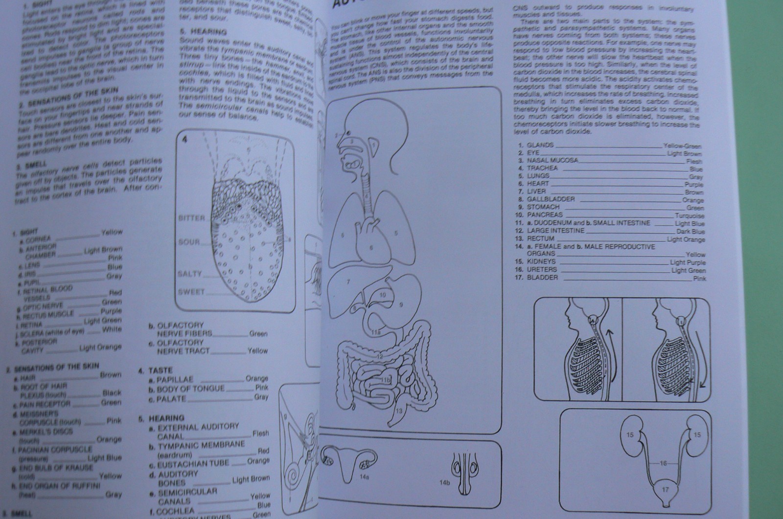 Dover HUMAN ANATOMY Coloring Book,Ziemian/Matt, ALL CLEAN! 44-pages