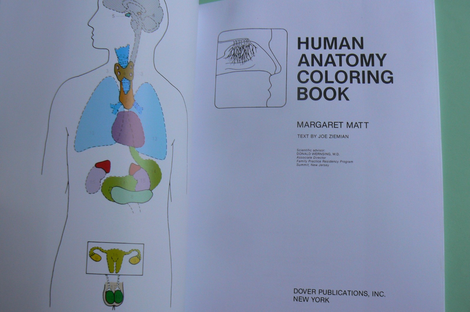 Dover HUMAN ANATOMY Coloring Book,Ziemian/Matt, ALL CLEAN! 44-pages