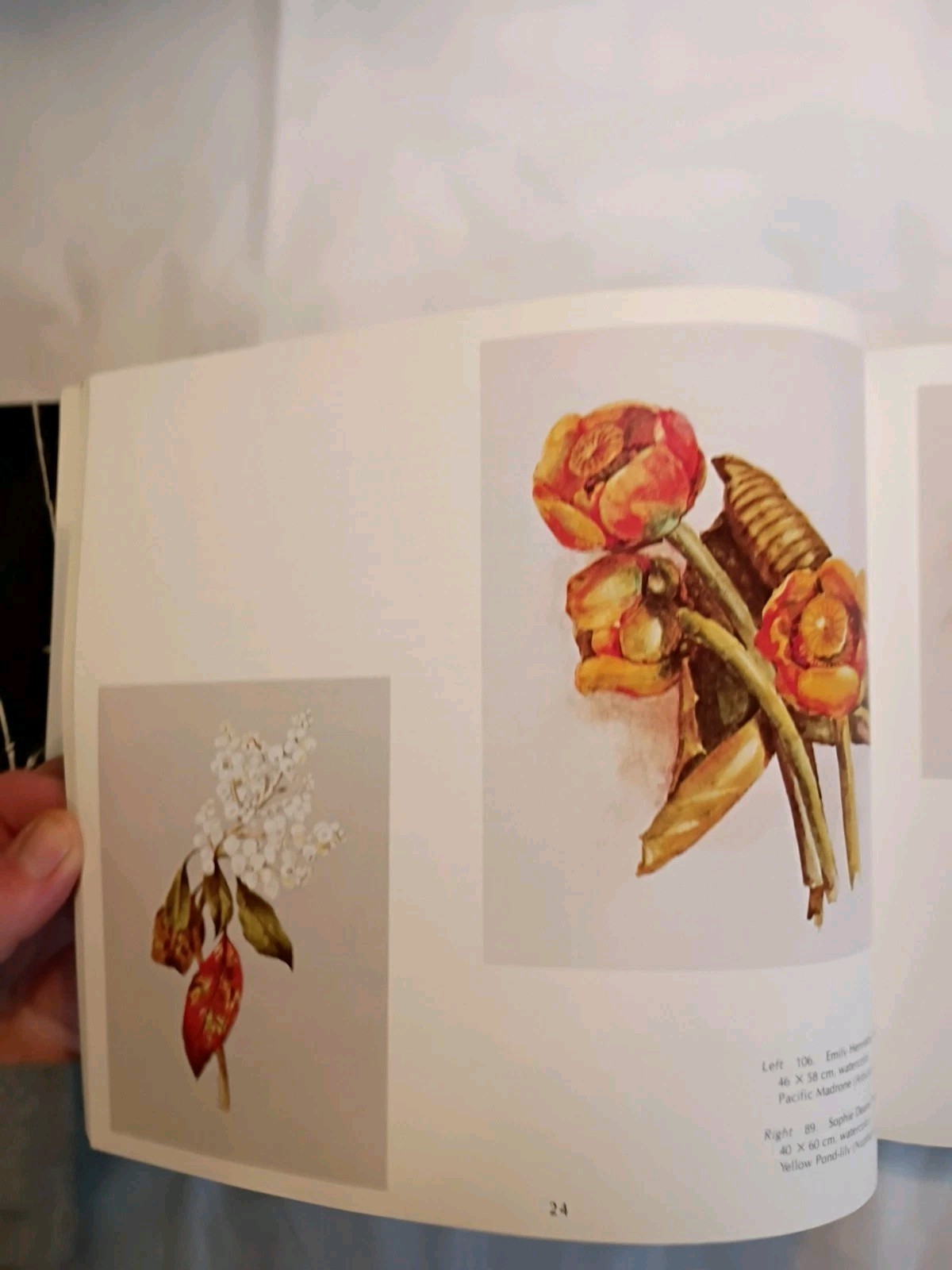 Plantae Occidental 1979 200 Years Of Botanical Art In British Columbia (658)