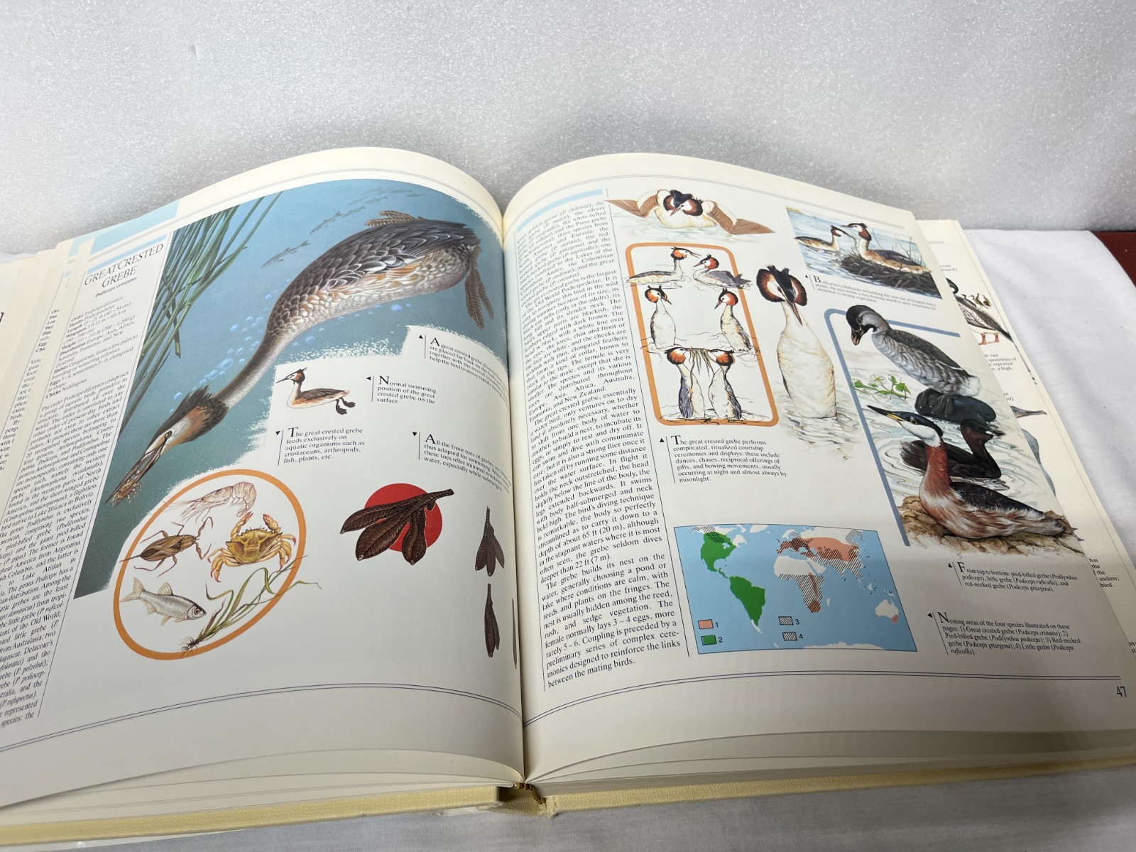 The Great Book Of Birds – 280 pages, 1,000 full color illustrations Ornithology