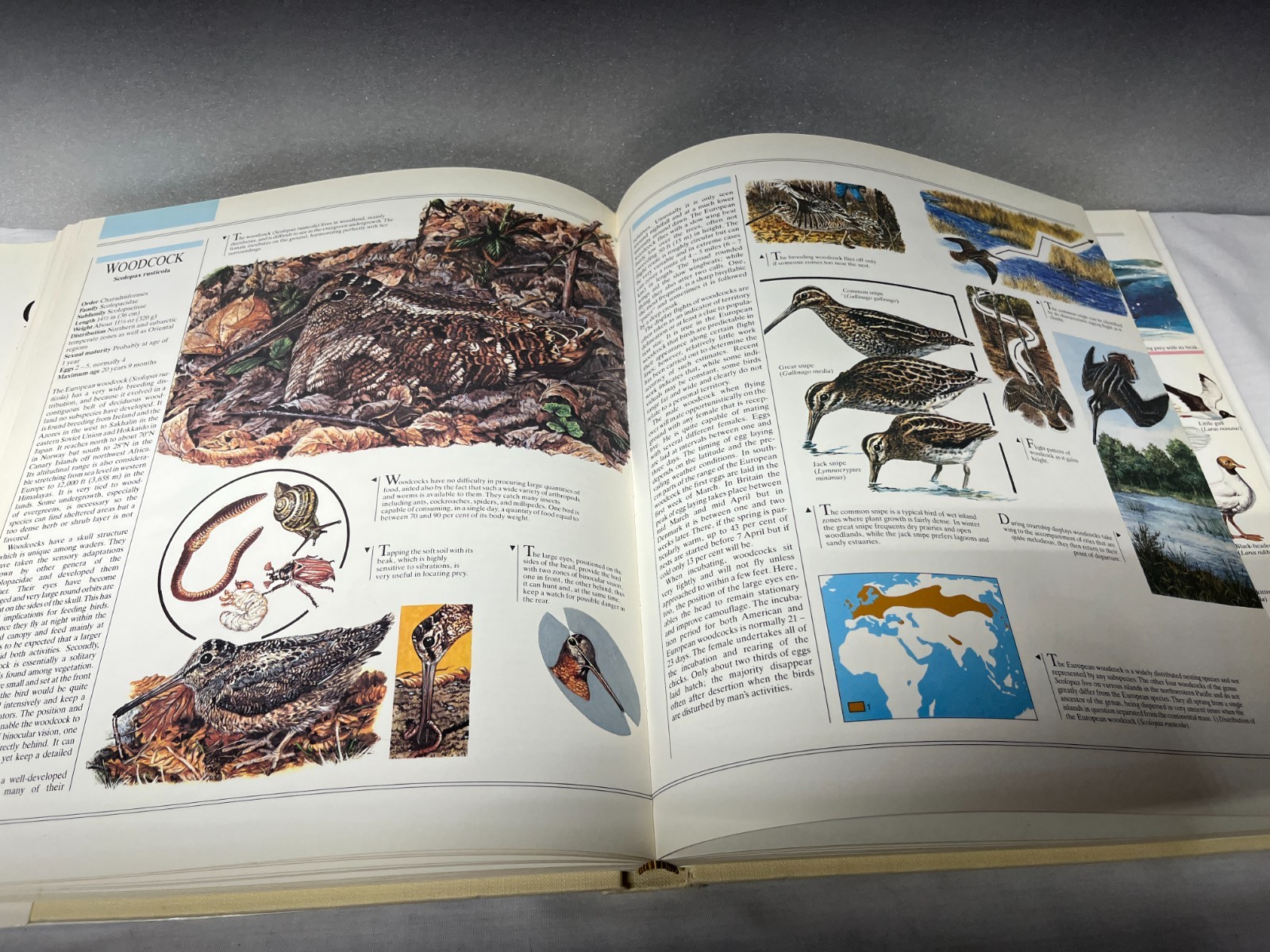 The Great Book Of Birds – 280 pages, 1,000 full color illustrations Ornithology