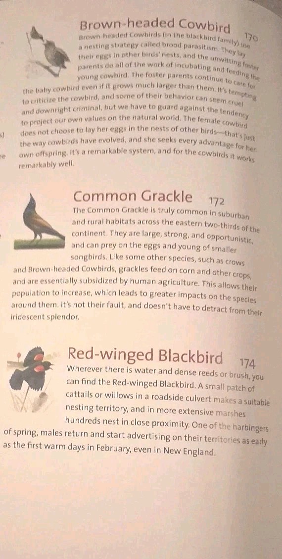 What It’s Like to Be a Bird : From Flying to Nesting, Eating to Singing–What…