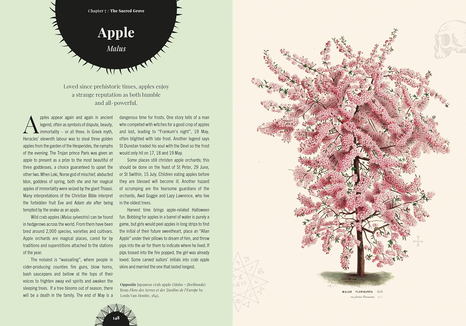 Witch’s Forest: Trees in magic, folklore and traditional remedies (Royal Botanic