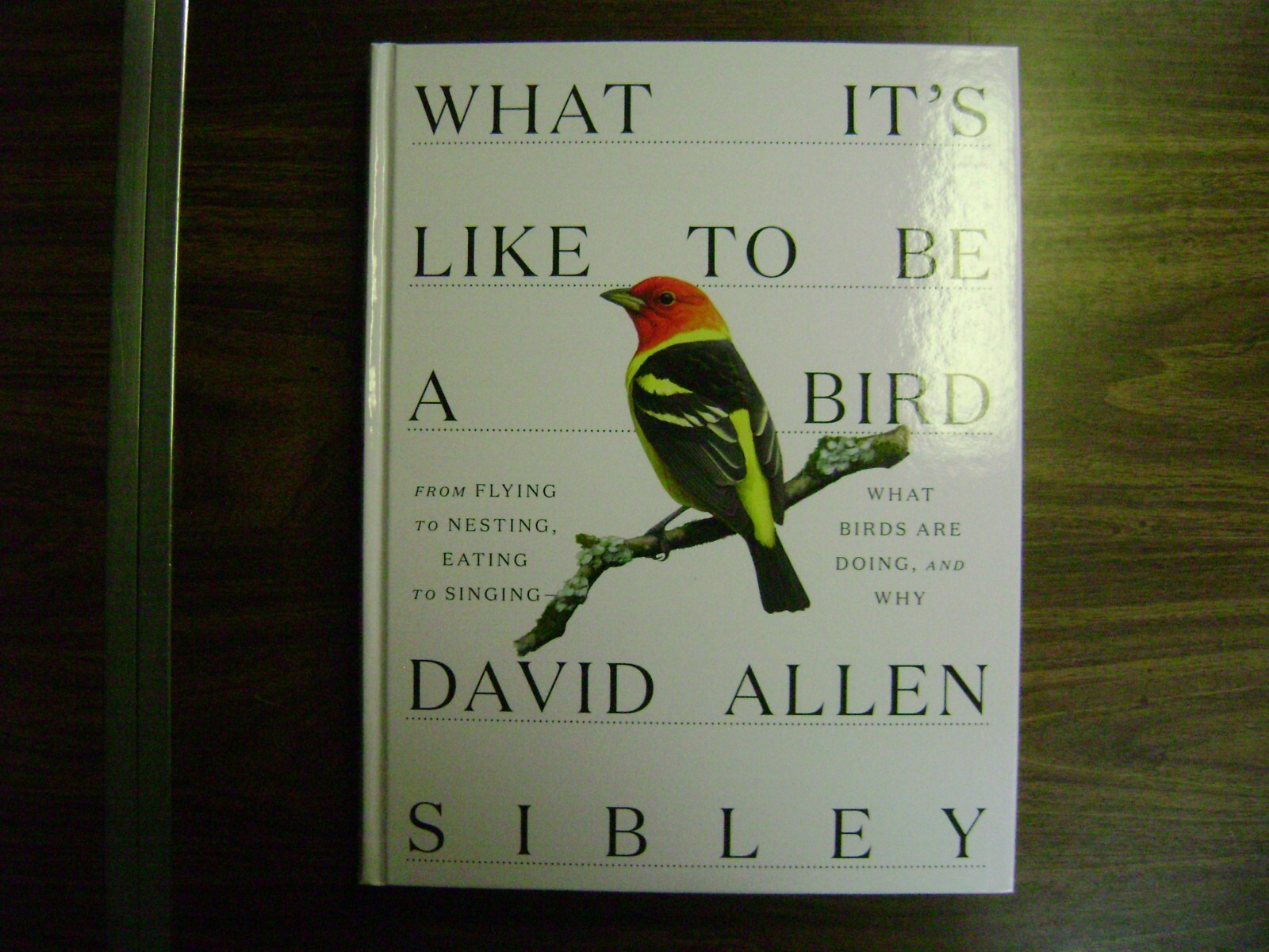 WHAT IT’S LIKE TO BE A BIRD ~ HARD COVER ~ LIKE NEW ~ DAVID ALLEN SIBLEY