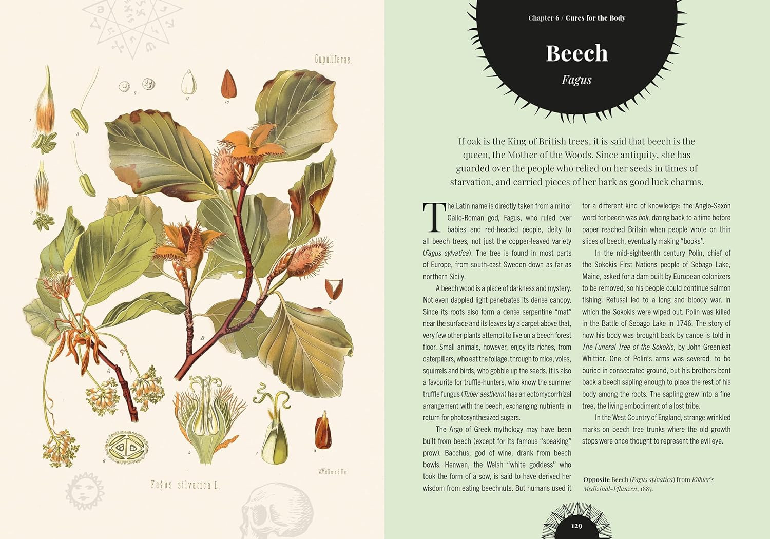 Witch’s Forest: Trees in magic, folklore and traditional remedies (Royal Botanic