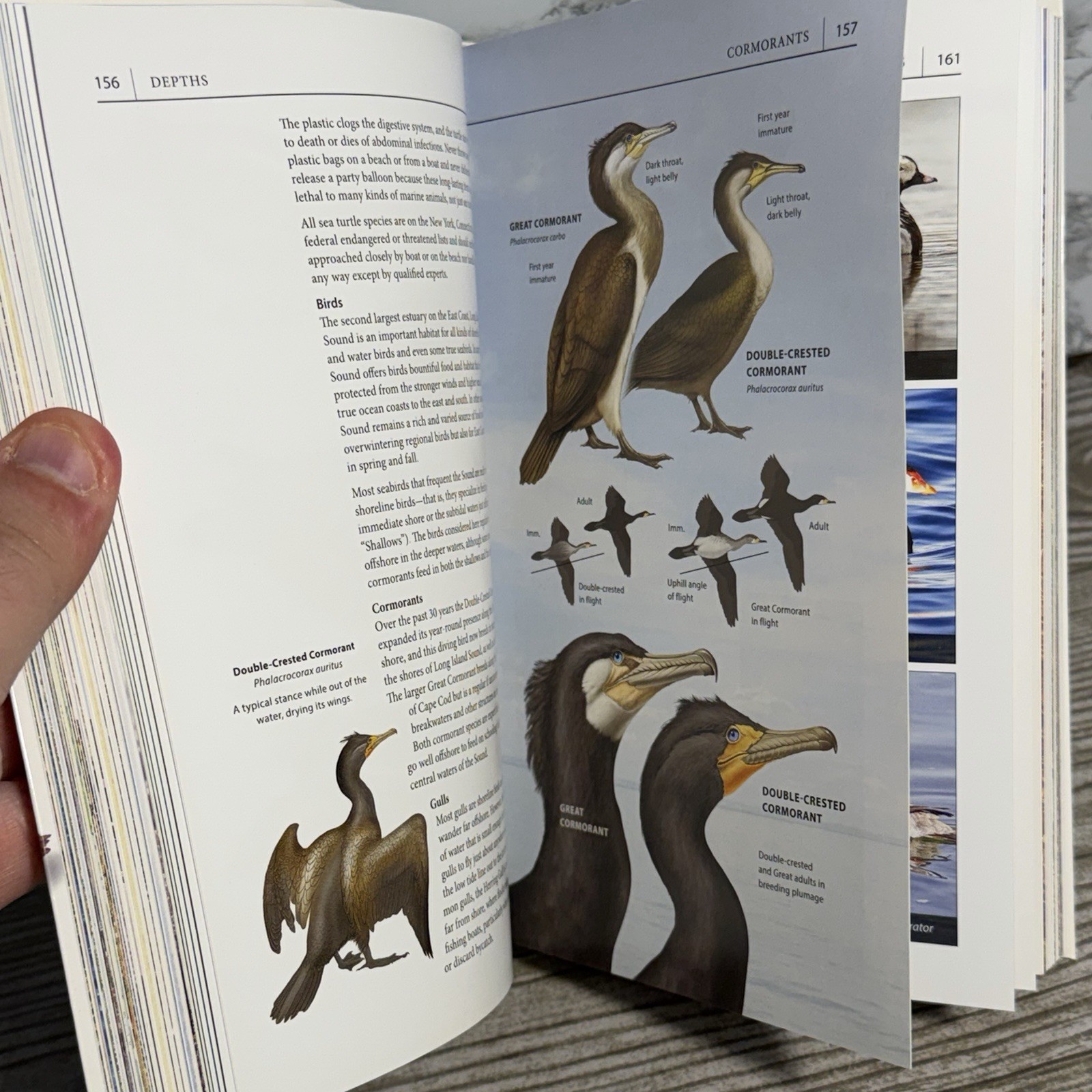 A Field Guide to Long Island Sound by Patrick J. Lynch Paperback Yale Uni. Press