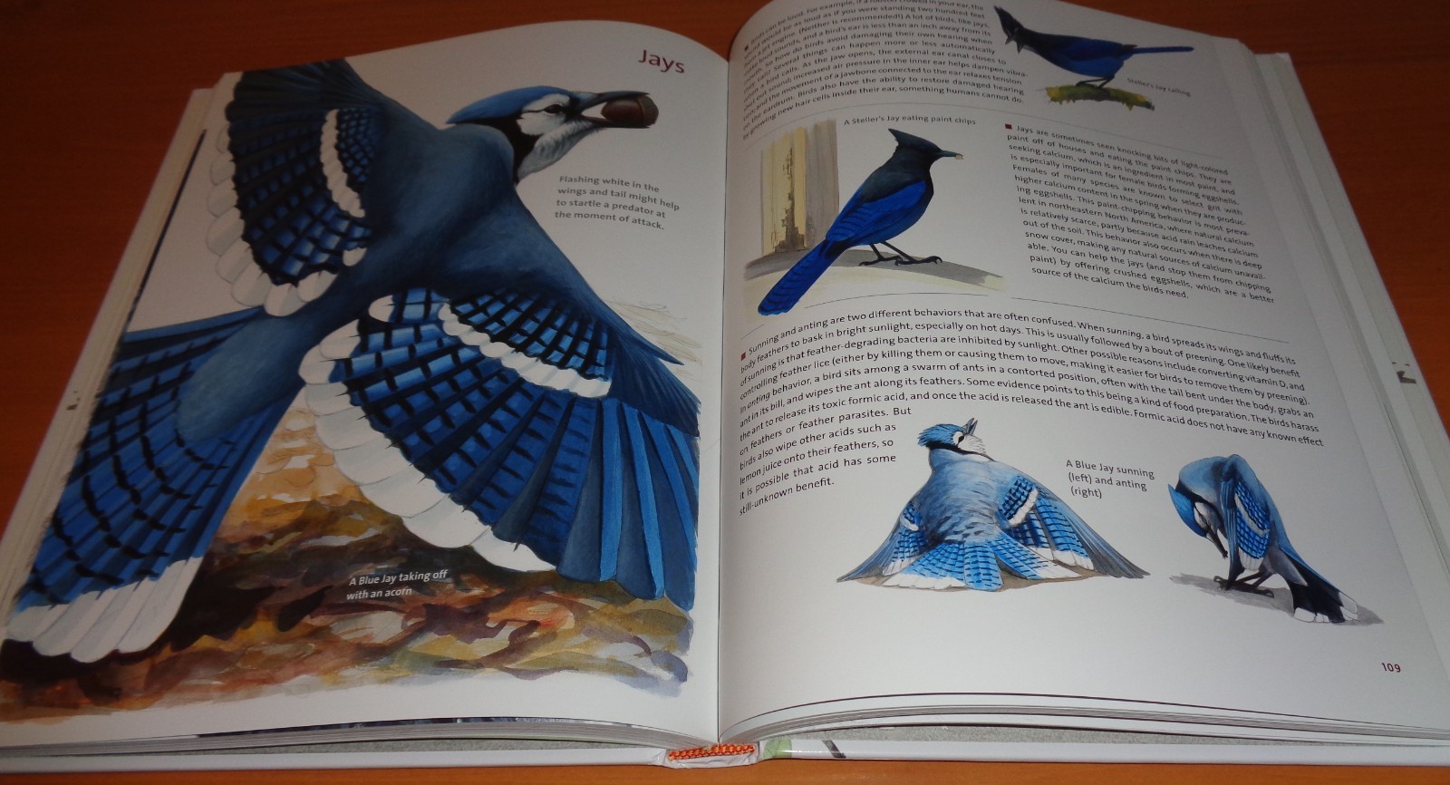 What It’s Like to Be a Bird: What Birds Are Doing, and Why (Ex. Condition)