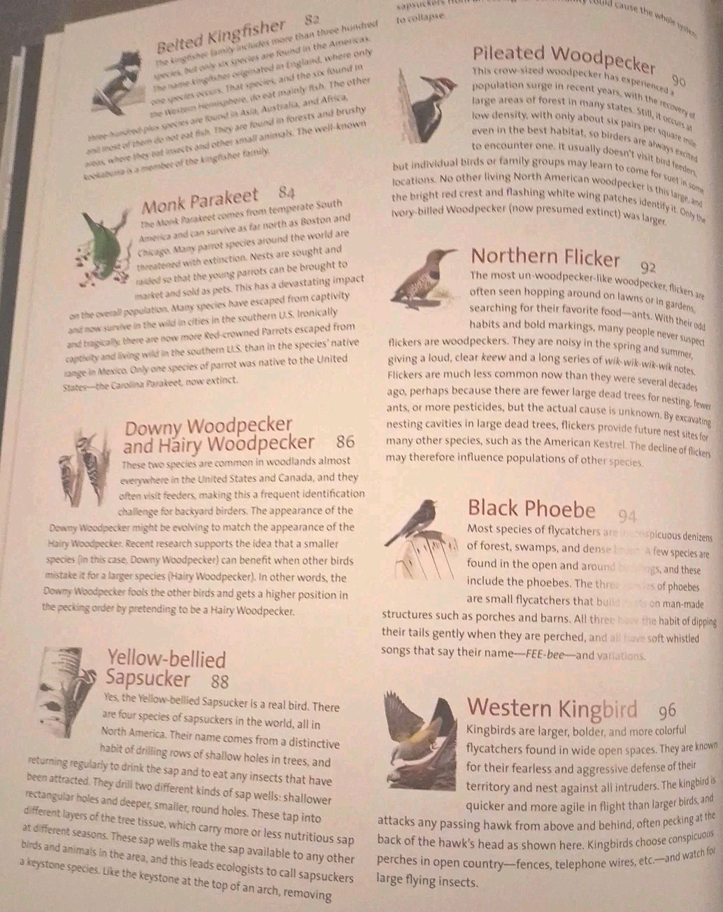 What It’s Like to Be a Bird : From Flying to Nesting, Eating to Singing–What…