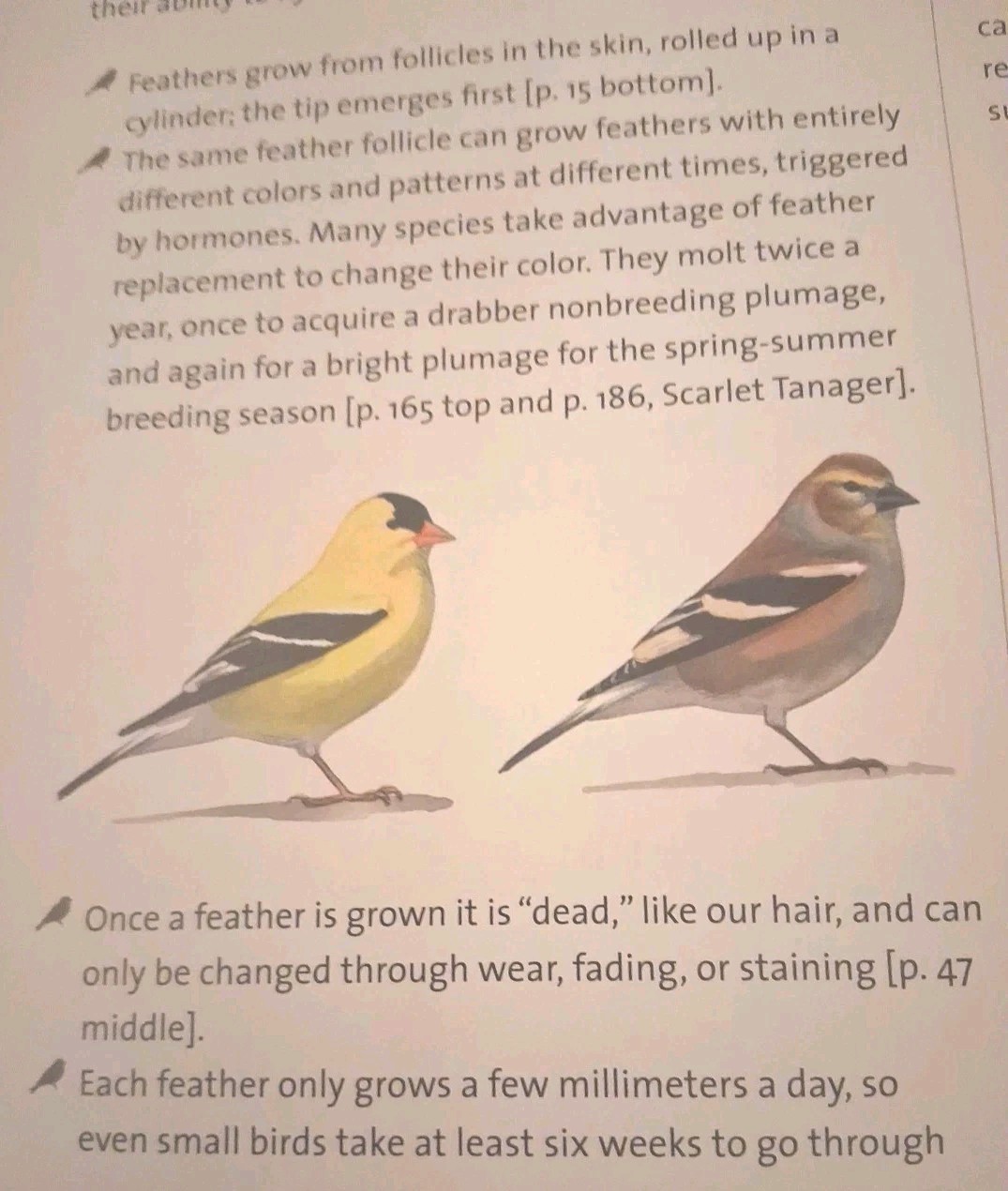 What It’s Like to Be a Bird : From Flying to Nesting, Eating to Singing–What…