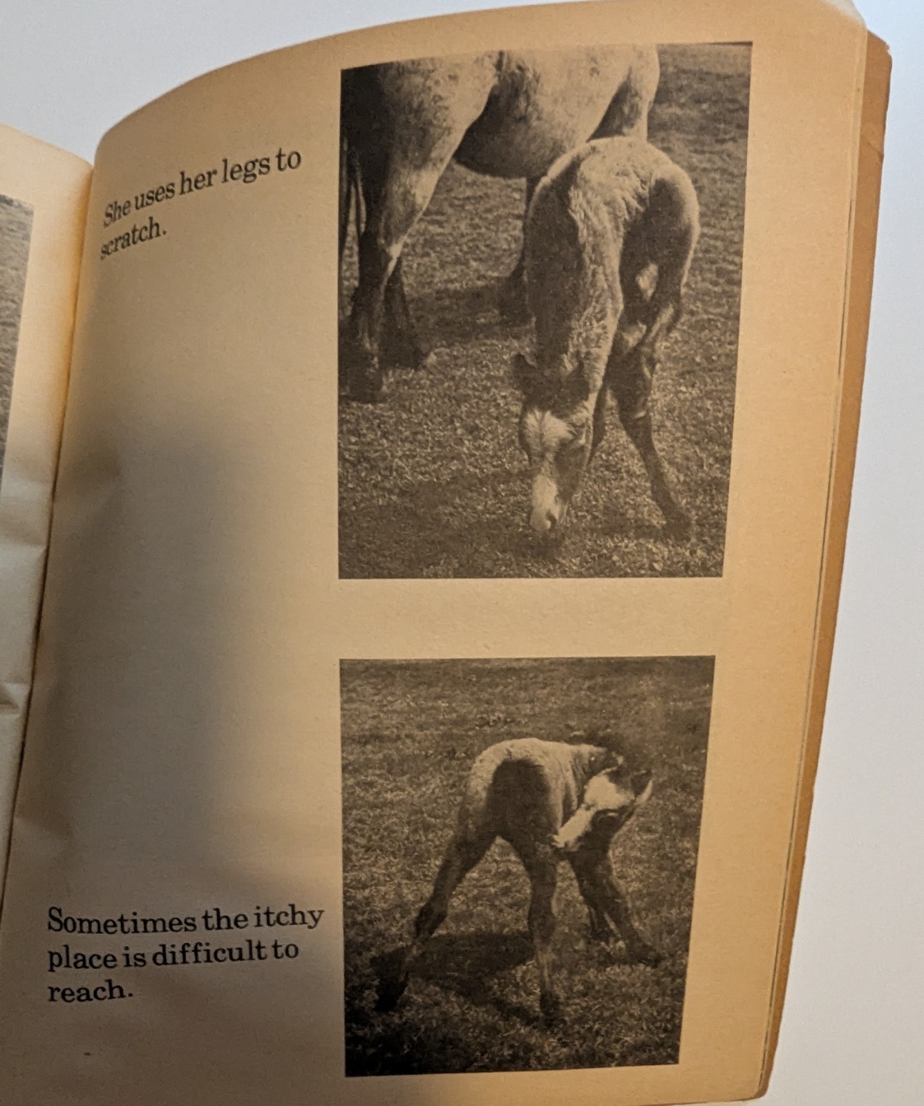 Scholastic Birth of a Foal Jane Miller PB 1977 Vintage Ages 4-8 Horses
