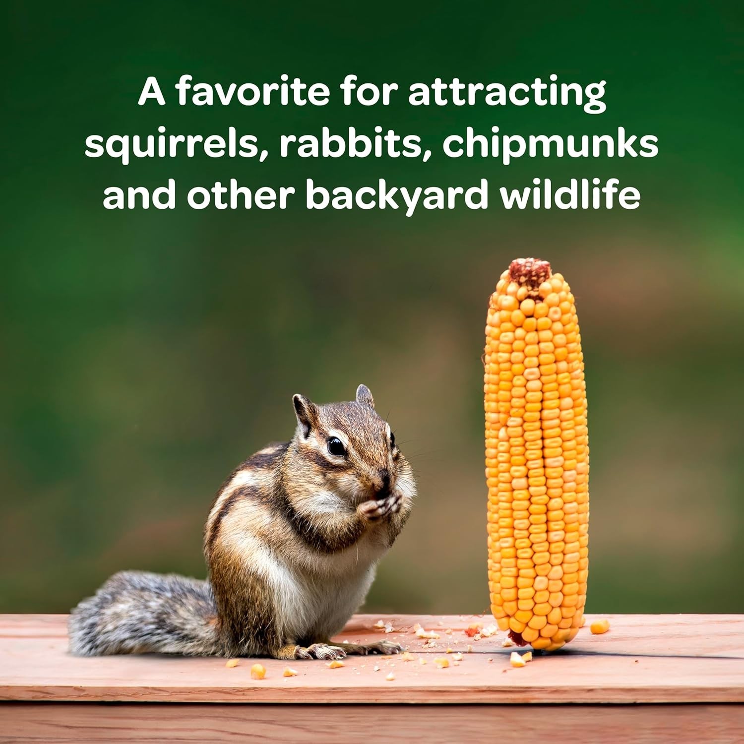 6.5 lb Organic Corn On The Cob – Stimulates Appetite and Attracts Wildlife!