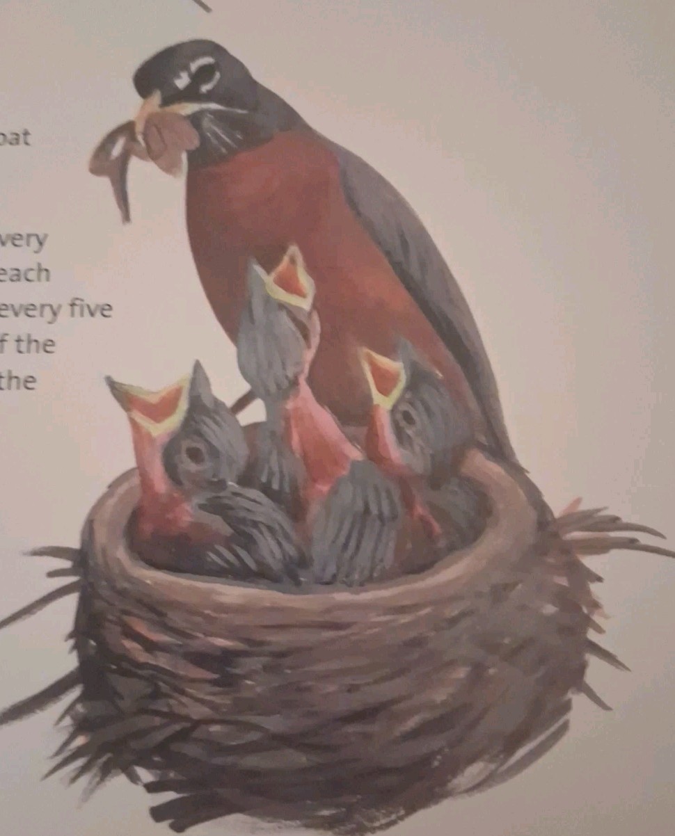 What It’s Like to Be a Bird : From Flying to Nesting, Eating to Singing–What…
