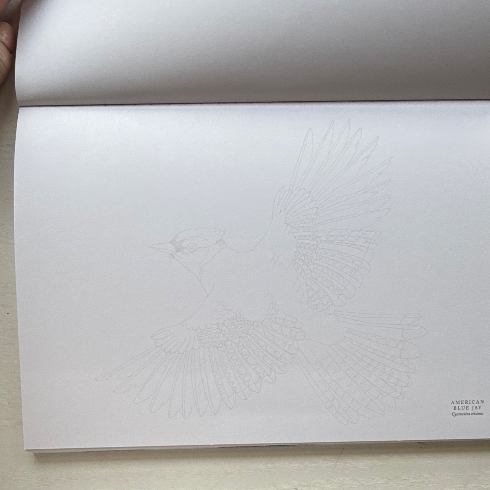 Emma Faull Birds Watercolor Art Pad, White Art Paper for Painting