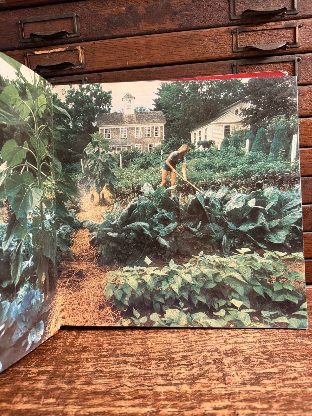 Lot 8 Martha Stewart Books: Entertaining First Ed; Pies Hors D’oeuvres Christmas