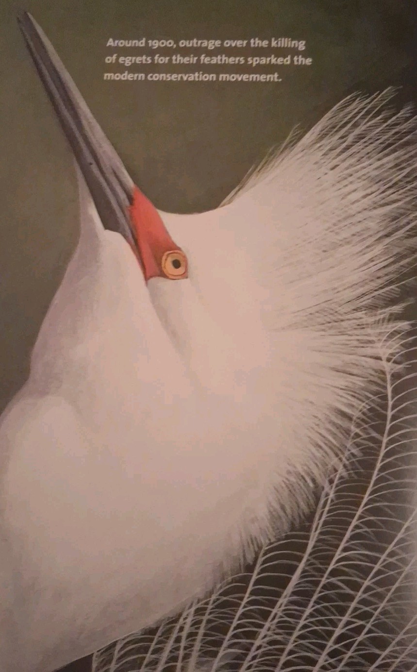 What It’s Like to Be a Bird : From Flying to Nesting, Eating to Singing–What…