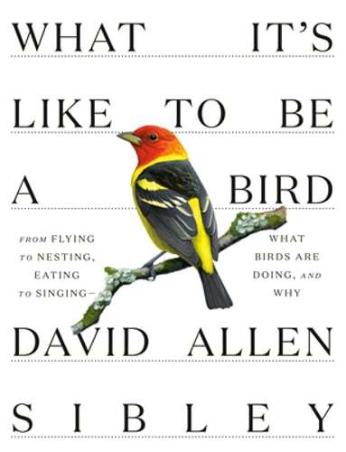 What It’s Like to be a Bird by David Allen Sibley: Used