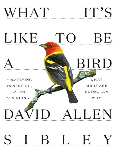 What It’s Like to Be a Bird From Flying to Nesting, Eating to Singing–What Bird