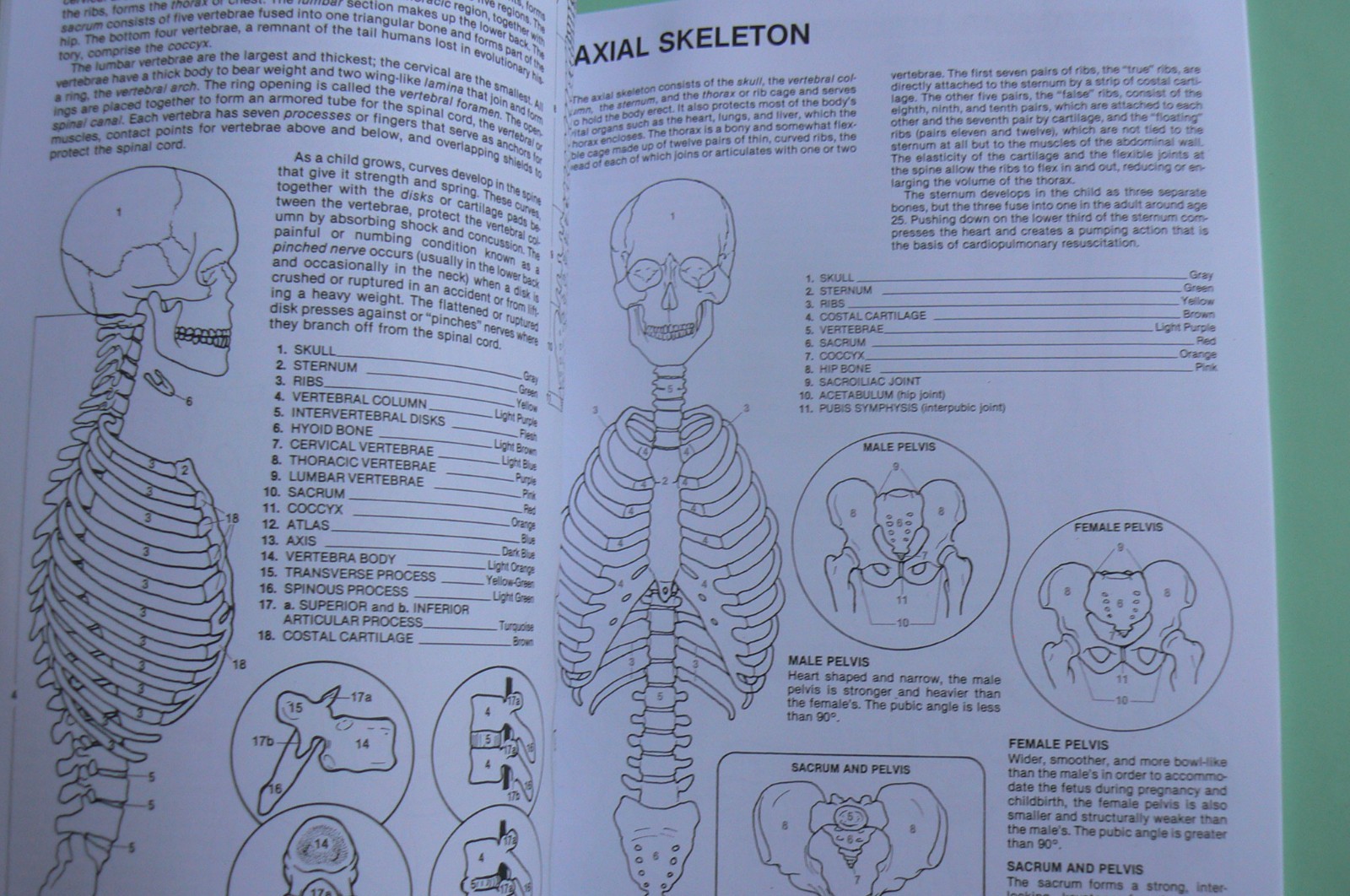 Dover HUMAN ANATOMY Coloring Book,Ziemian/Matt, ALL CLEAN! 44-pages