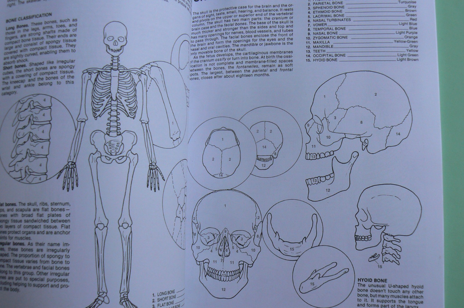 Dover HUMAN ANATOMY Coloring Book,Ziemian/Matt, ALL CLEAN! 44-pages