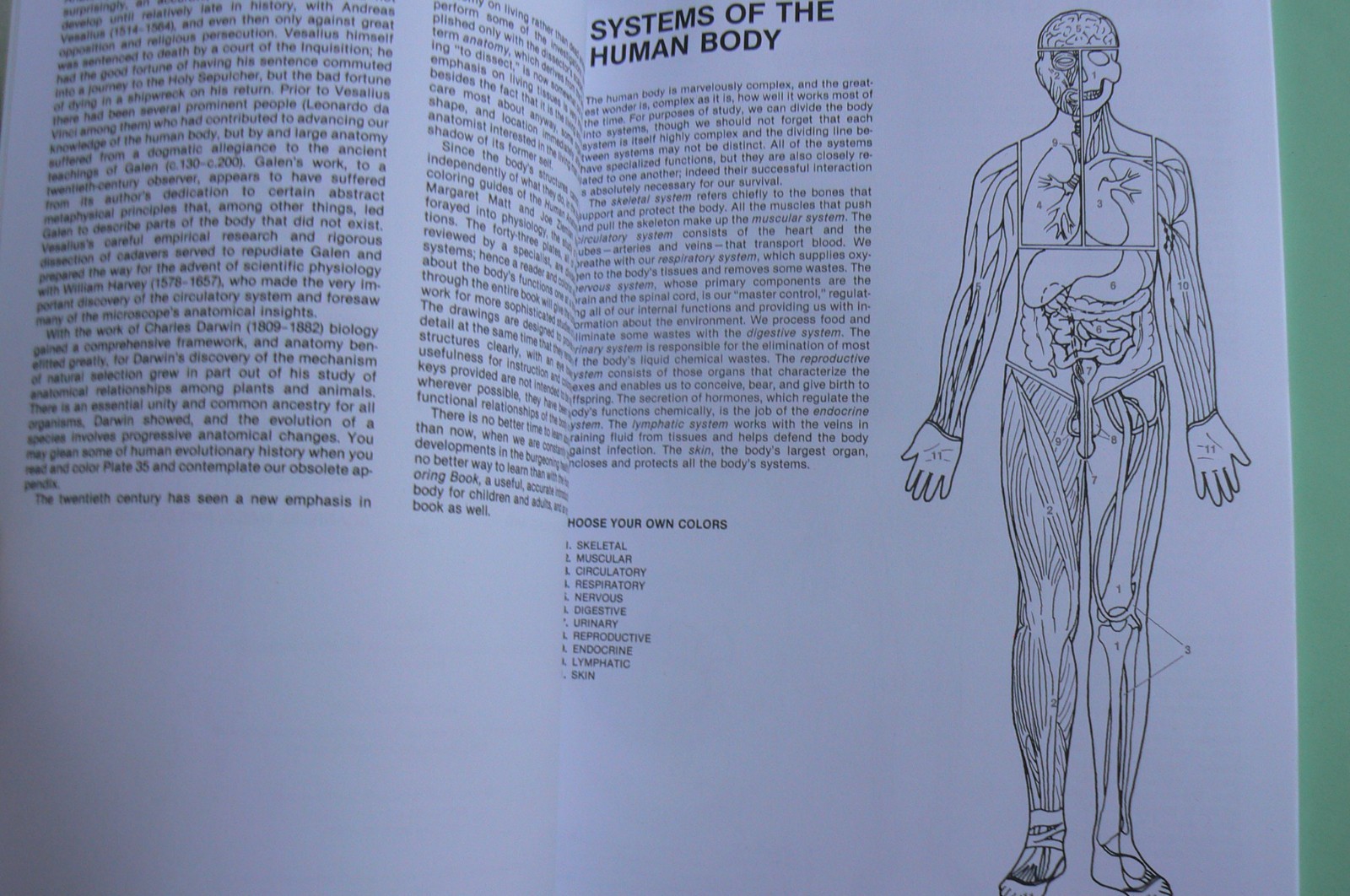 Dover HUMAN ANATOMY Coloring Book,Ziemian/Matt, ALL CLEAN! 44-pages