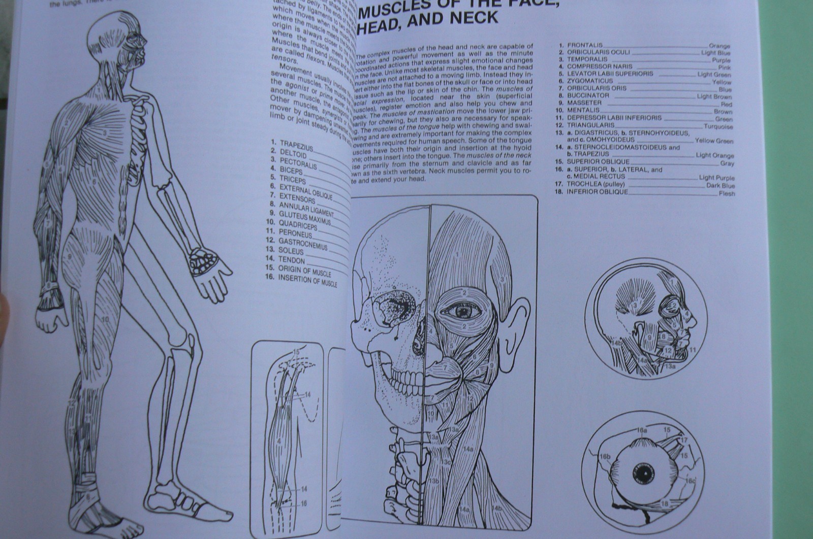 Dover HUMAN ANATOMY Coloring Book,Ziemian/Matt, ALL CLEAN! 44-pages