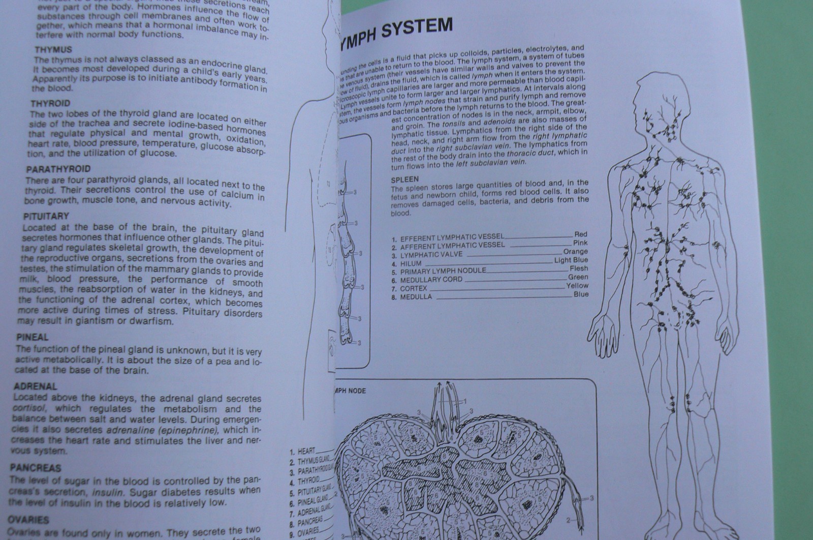 Dover HUMAN ANATOMY Coloring Book,Ziemian/Matt, ALL CLEAN! 44-pages