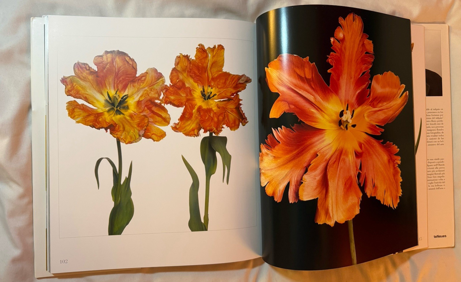 BRAND NEW!!! Tulips Photography Book Hardcover Book with Dust Jacket