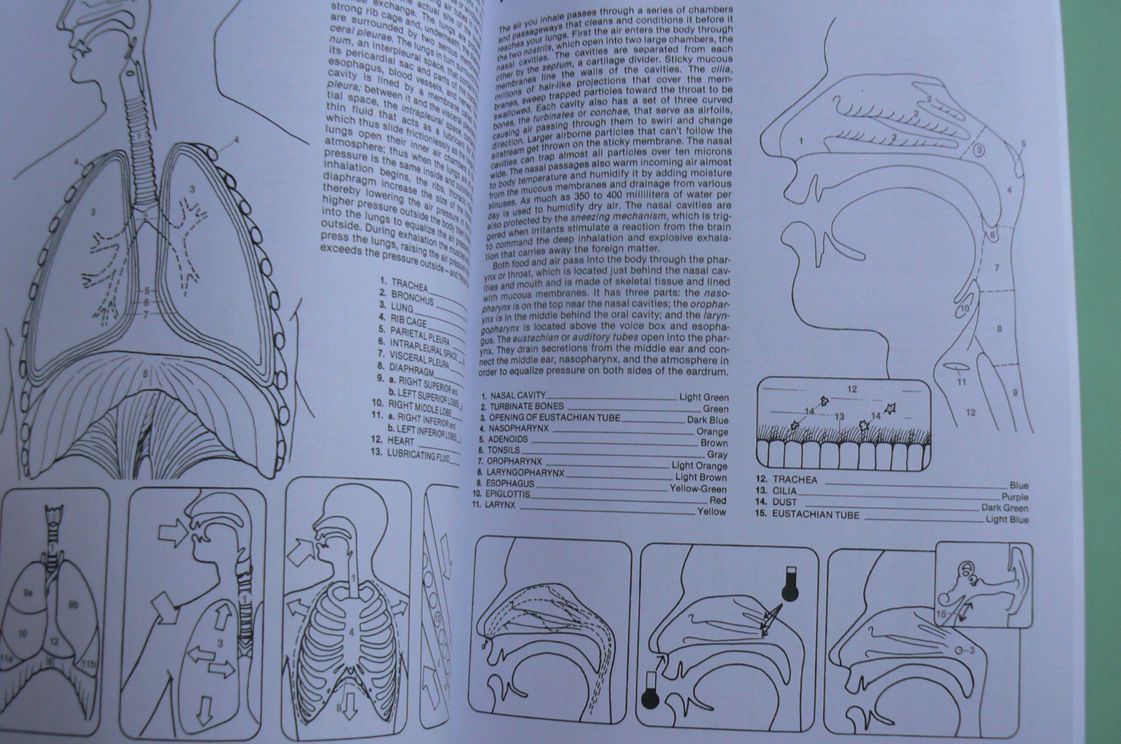 Dover HUMAN ANATOMY Coloring Book,Ziemian/Matt, ALL CLEAN! 44-pages